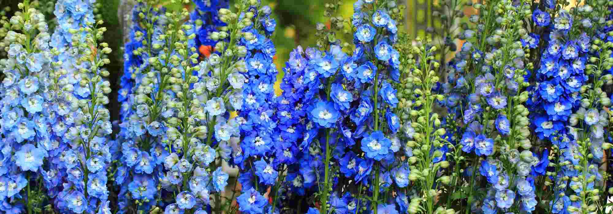 6 vivaces que rebrotan tarde en primavera