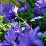 Asociar anémonas blanda