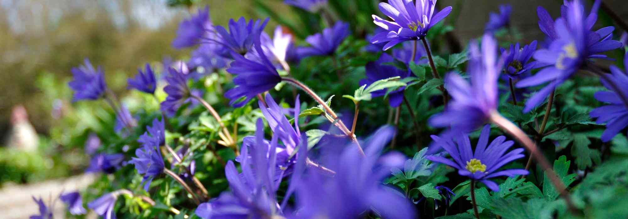 Asociar anémonas blanda