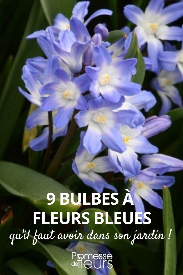 9 bulbos de flores azules