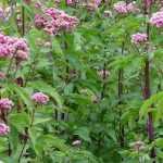 Asociar los eupatorios