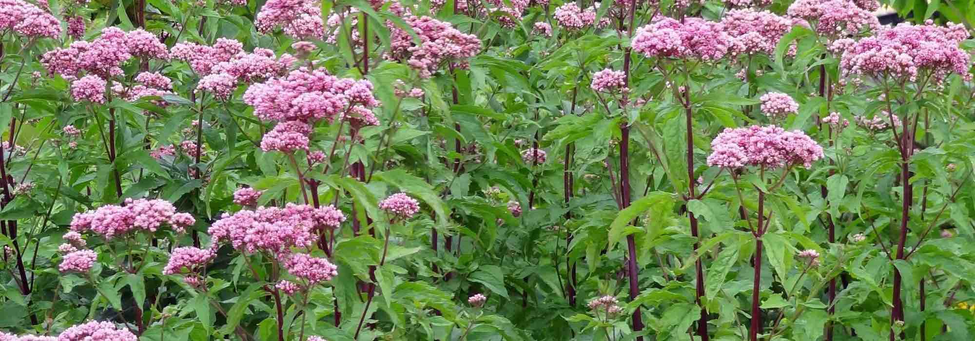 Asociar los eupatorios