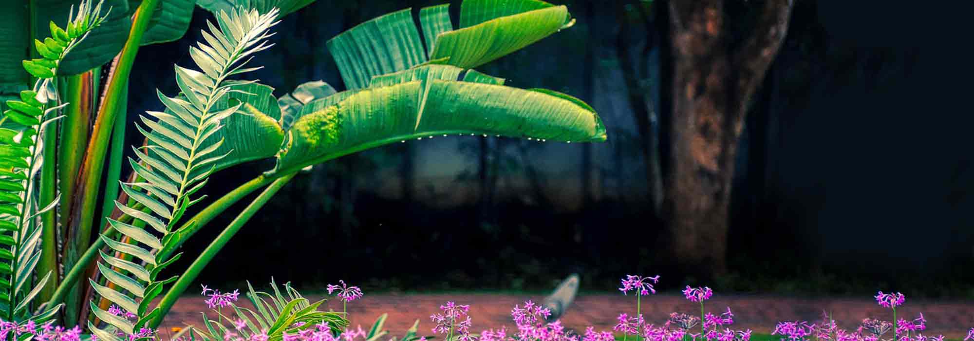 Asociar la platanera