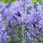 9 bulbos de primavera de flores azules que no pueden faltar en el jardín