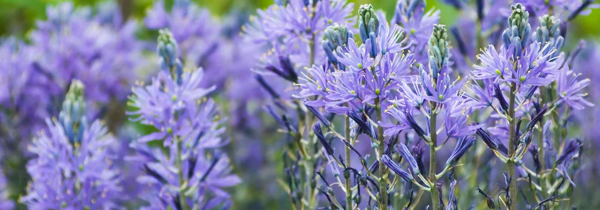 9 bulbos de primavera de flores azules que no pueden faltar en el jardín