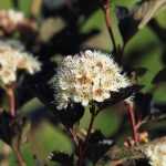 Elegir un Physocarpus