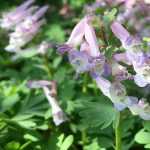 Asociar los corydalis
