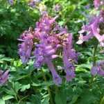 Elegir una Corydalis