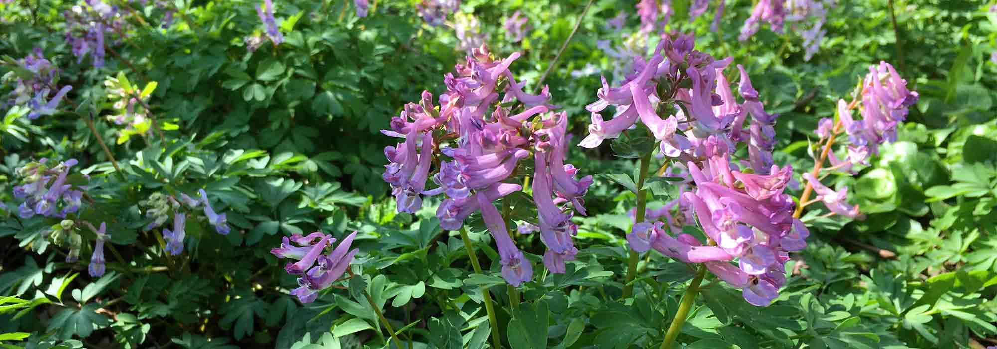 Elegir una Corydalis