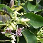 Cultivar Stauntonia en macetas