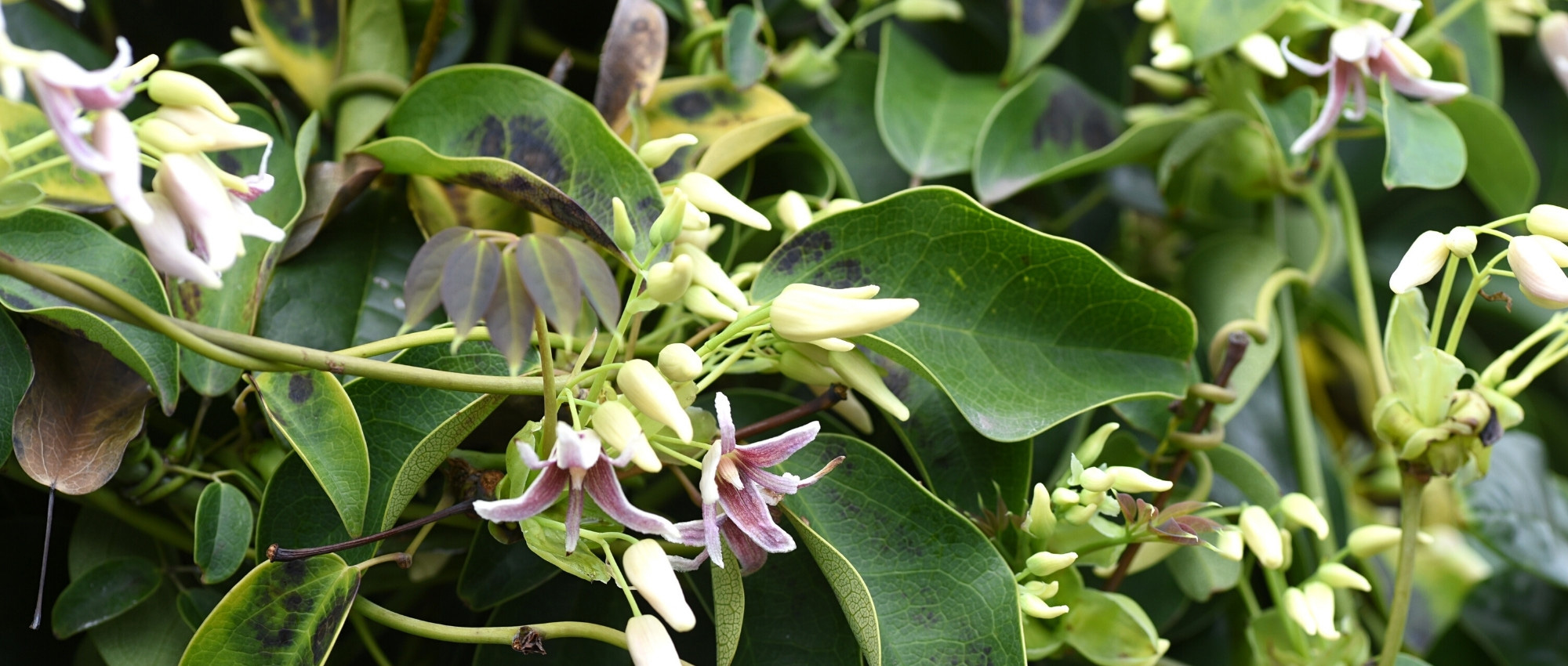 Cultivar Stauntonia en macetas