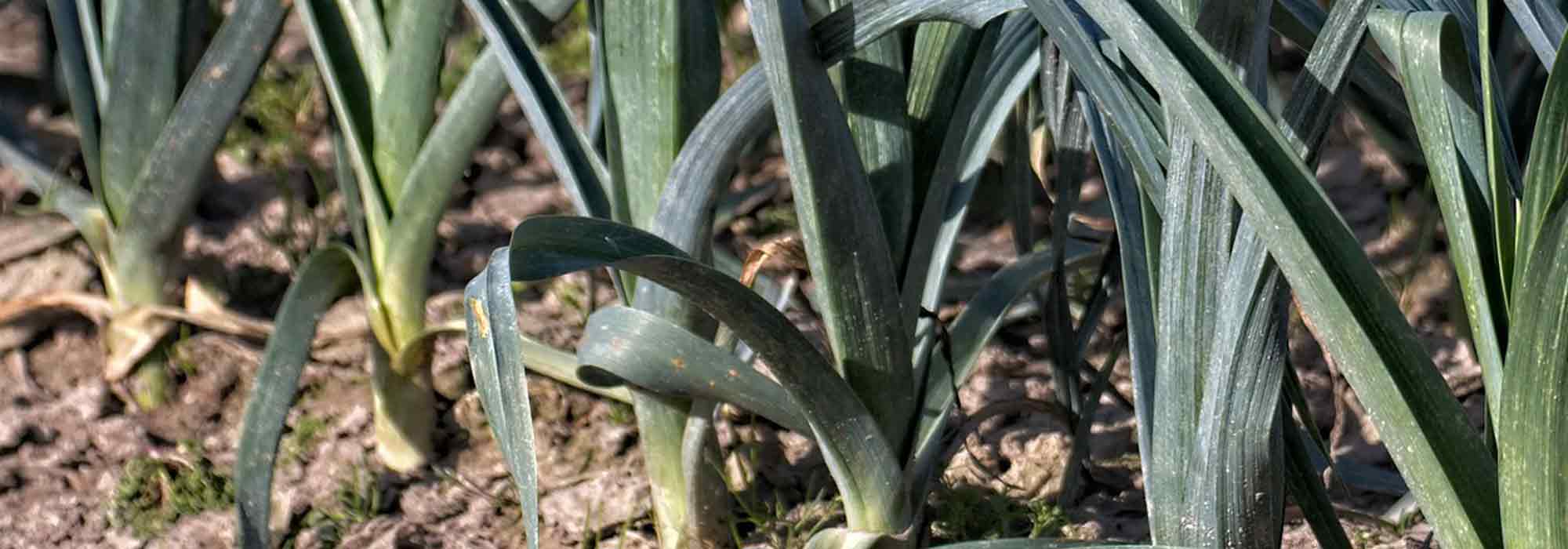 Cultivar puerros de verano