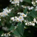 6 Deucias perfectas para un seto en flor