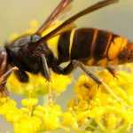 Especies animales invasoras o exógenas invasoras