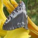 6 lirios de día perfumados