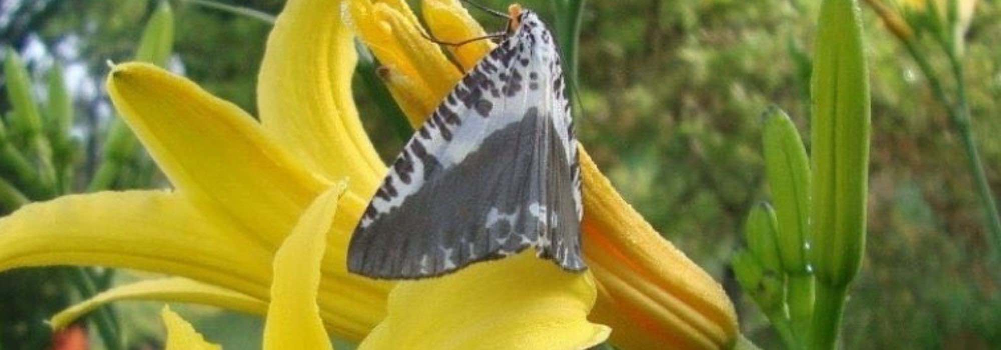 6 lirios de día perfumados