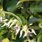 Stauntonia: 6 ideas de asociaciones exitosas