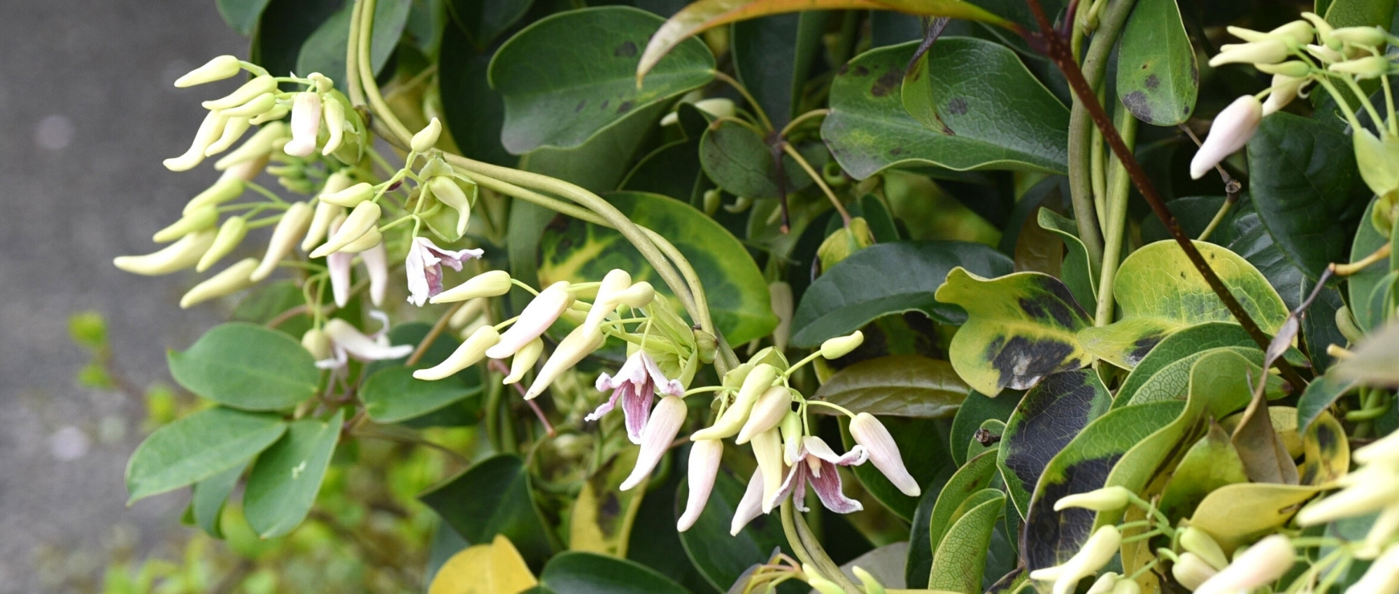 Stauntonia: 6 ideas de asociaciones exitosas