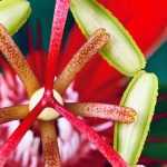 6 pasifloras perfumadas para cultivar en macetas