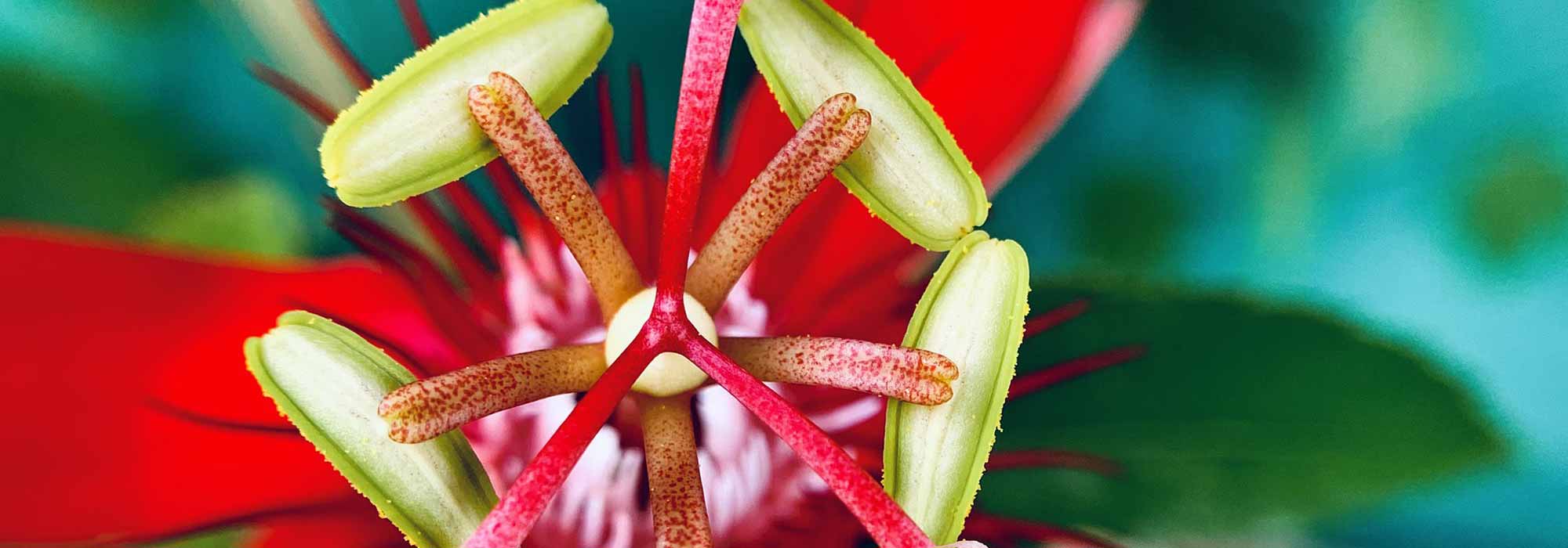 6 pasifloras perfumadas para cultivar en macetas