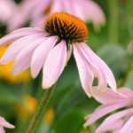 5 razones para comprar plantas perennes en macetas grandes