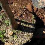 Plantar árboles y arbustos de gran tamaño: para un efecto inmediato