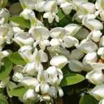 7 árboles con flores blancas