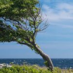 10 árboles resistentes al viento