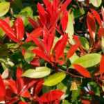 9 arbustos para setos para principiantes