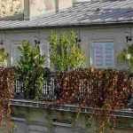 5 arbustos para cultivar en un balcón ventoso