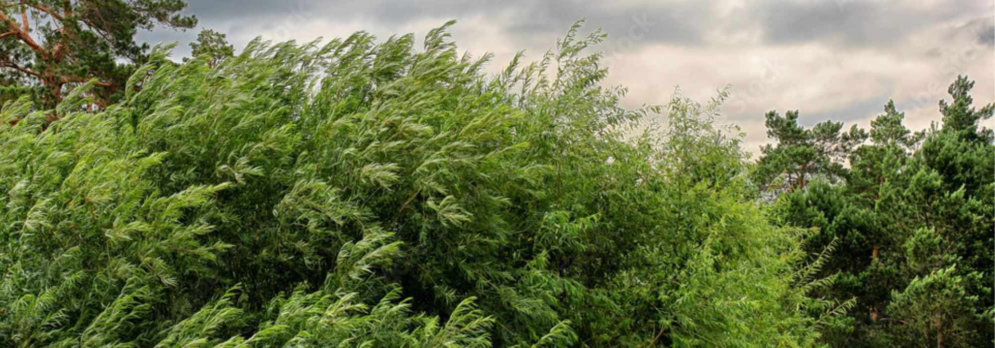 10 arbustos resistentes al viento