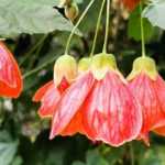 Asociar Abutilon