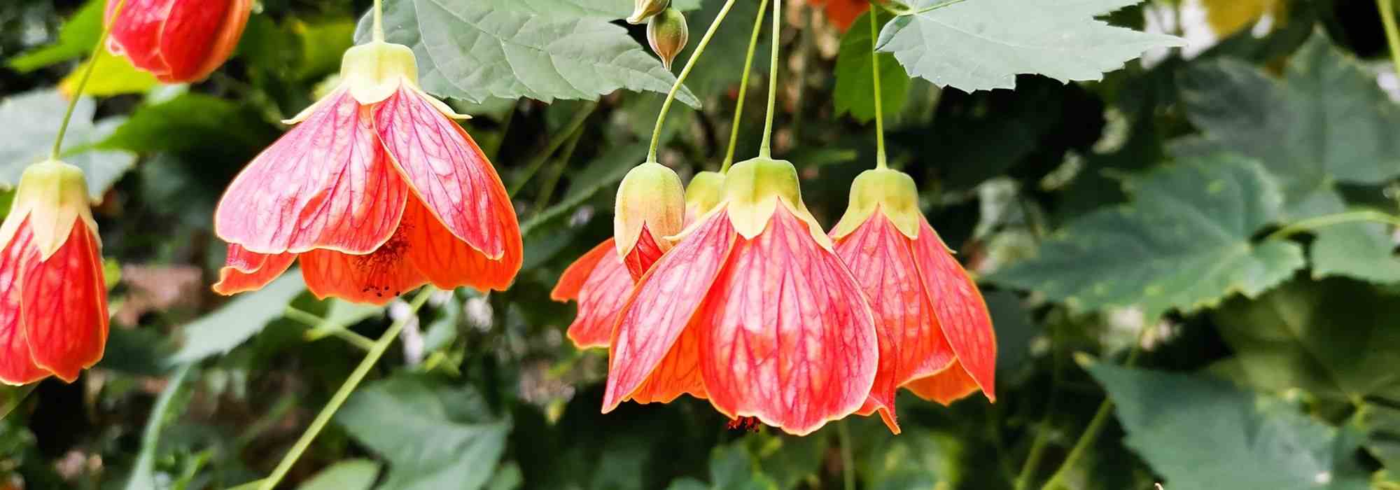 Asociar Abutilon