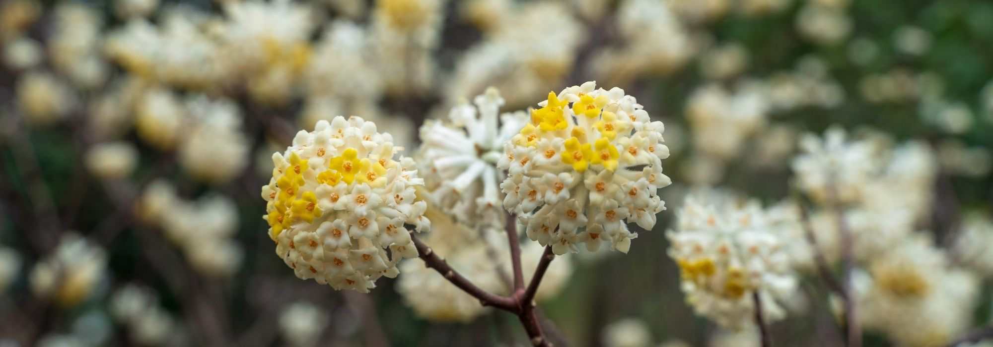 6 ideas para combinar Edgeworthia