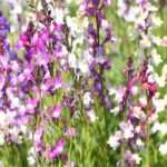 5 ideas para combinar bocas de lobo