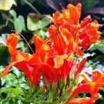 Plantas trepadoras: las flores más largas