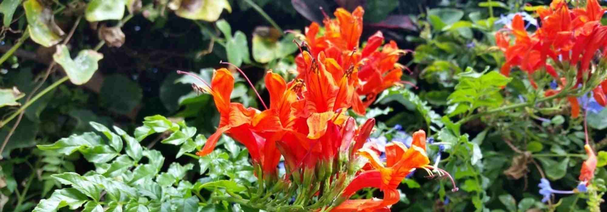 Plantas trepadoras: las flores más largas