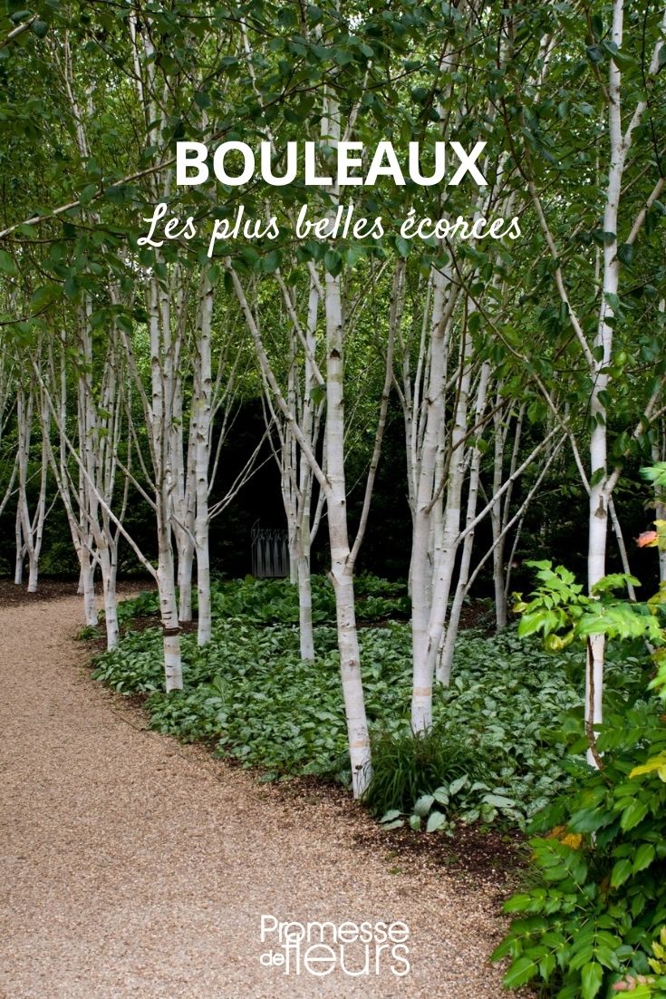 abedul con las cortezas más hermosas