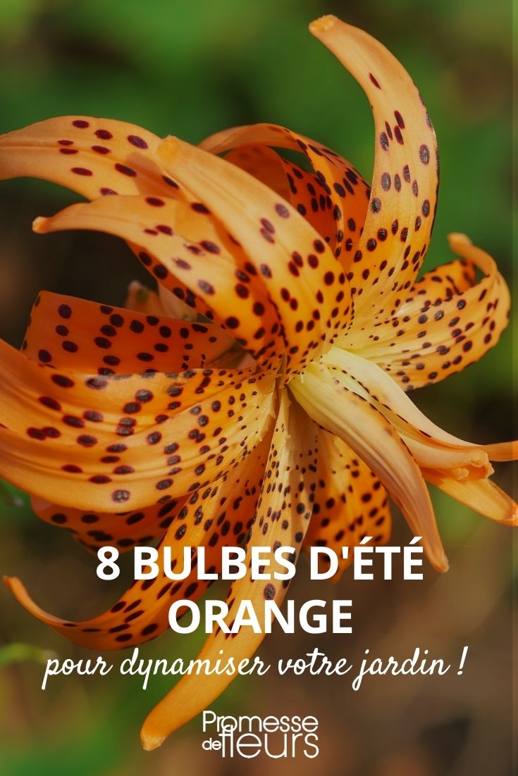 bulbo de verano naranja