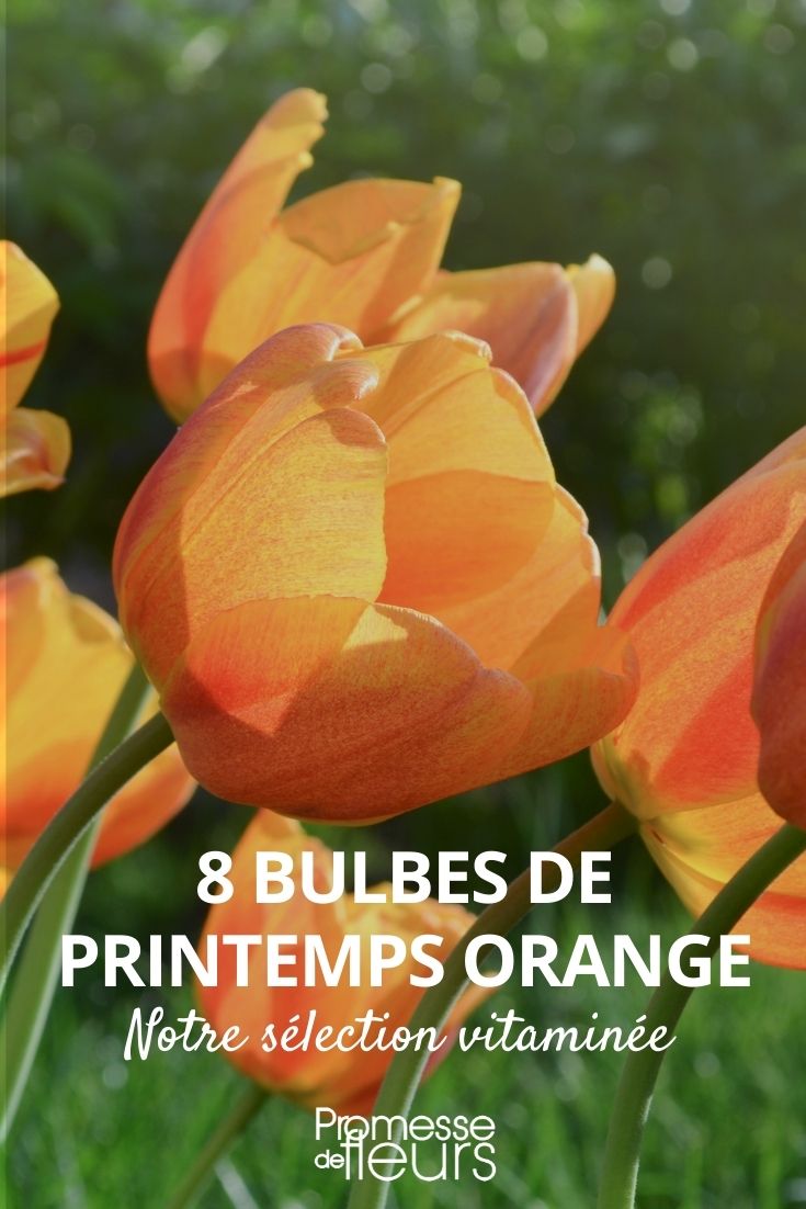 bulbo de primavera naranja