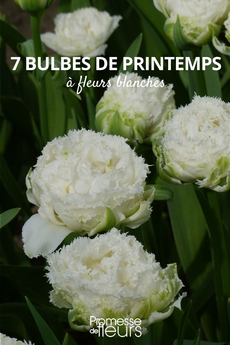 bulbos de primavera flores blancas