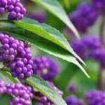 Callicarpa: 5 ideas de asociaciones