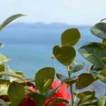 6 camelias para un seto a orillas del mar