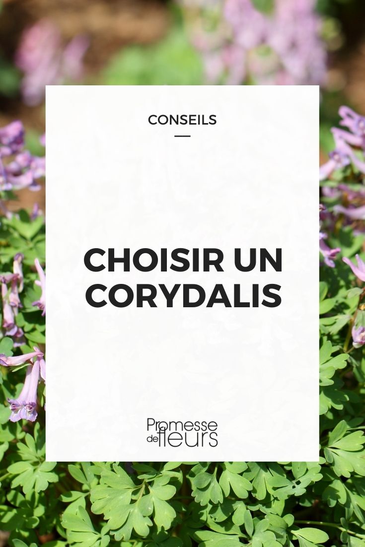 elegir corydalis