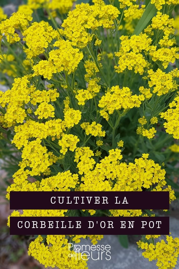 cultivar cesta de oro en maceta