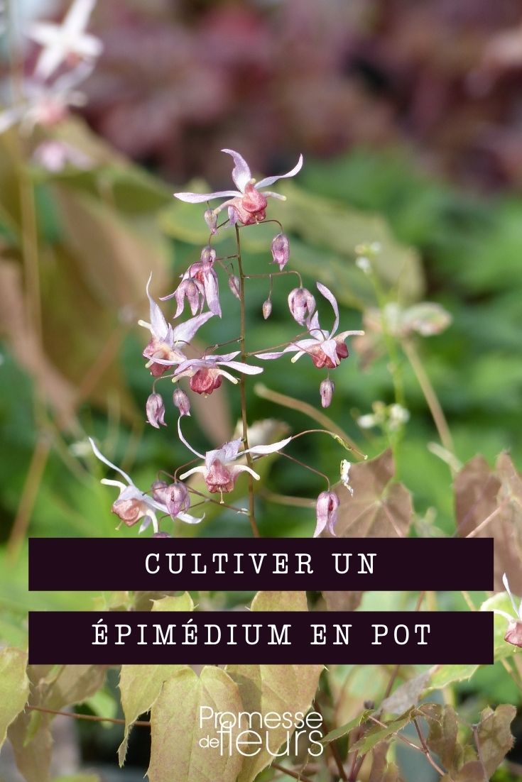 cultivar epimedium en maceta