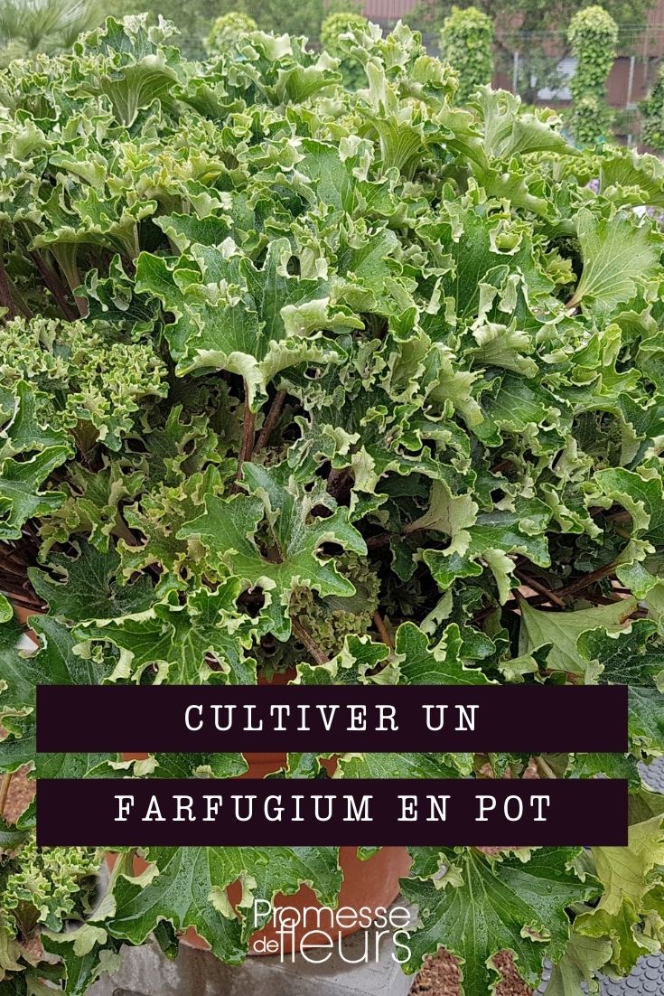 cultivar farfugium en maceta