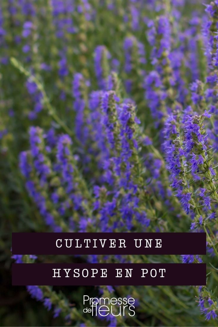 cultivar hisopo en maceta