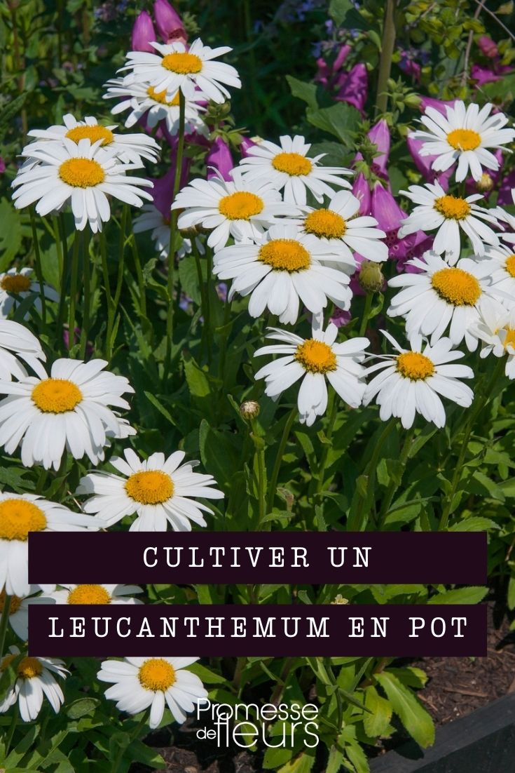 cultivar leucanthemum en maceta