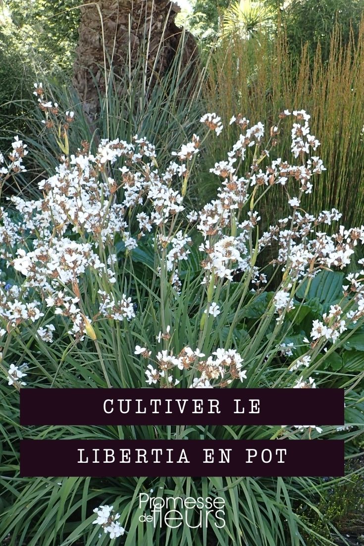 cultivar libertia en maceta